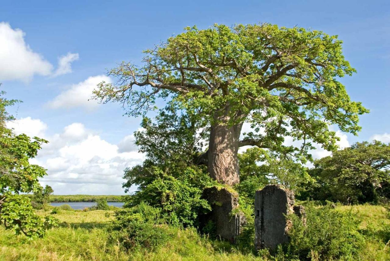Manda Bay Villa Lamu Eksteriør bilde